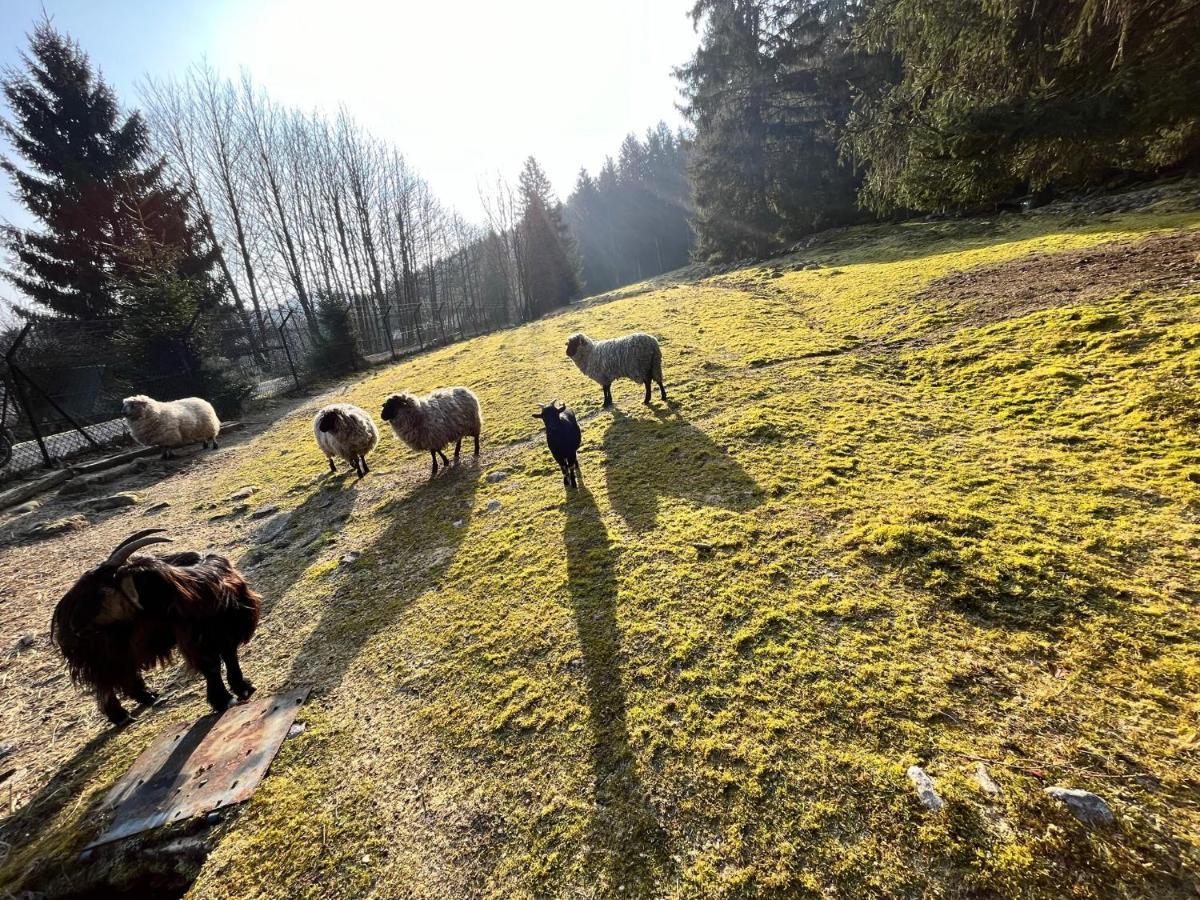 Ferme Des Jonquilles 15P - Billard, Ps4, Salle De Sport Жерарме Экстерьер фото